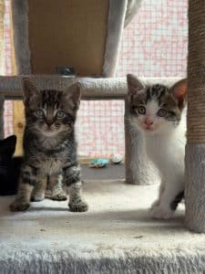 Princess's kittens x 5