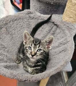 Kittens X 3