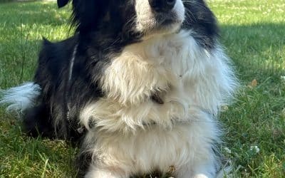 Benji