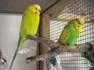 Rob, Neil + Mango budgies