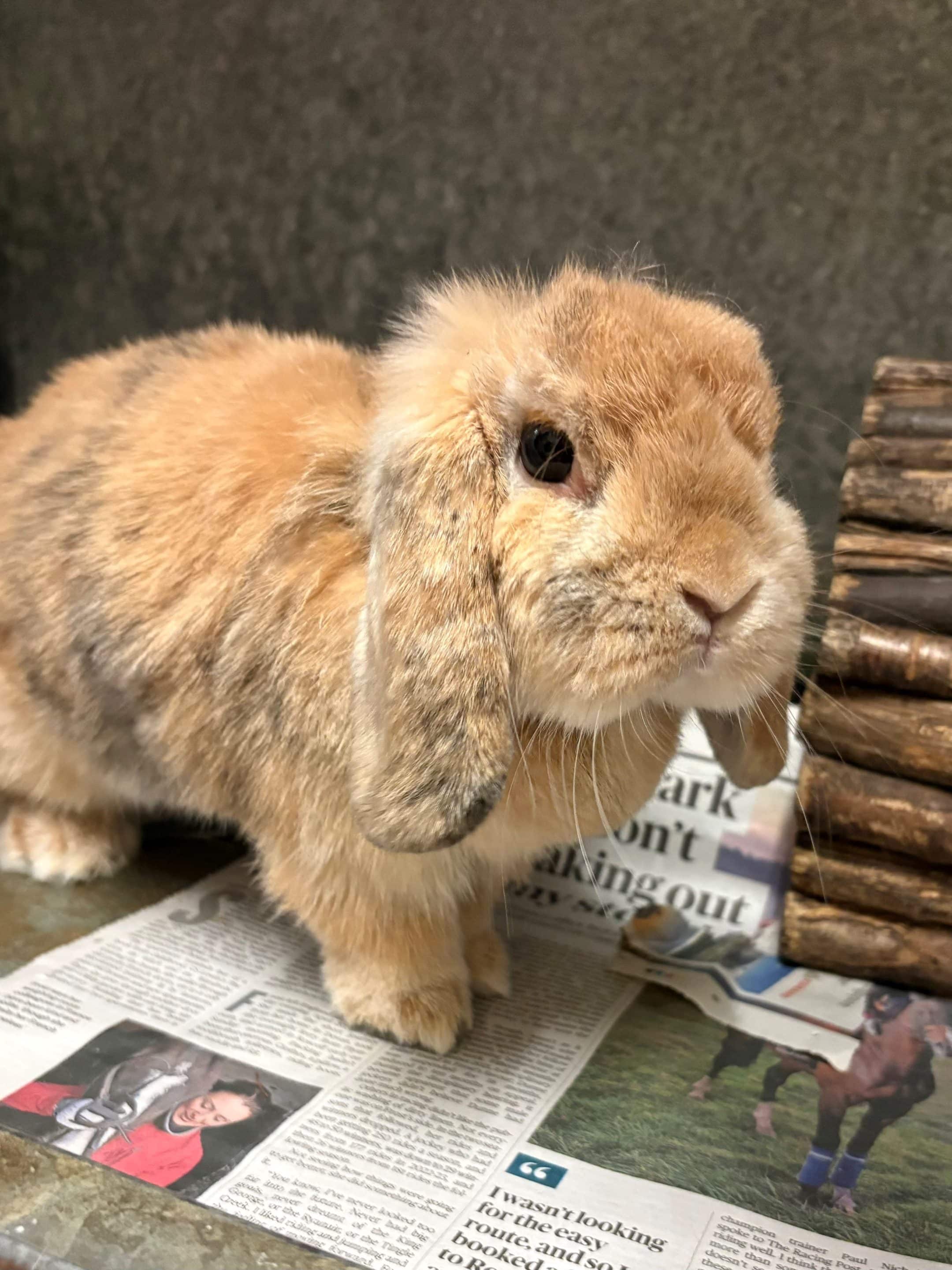delilah rabbit