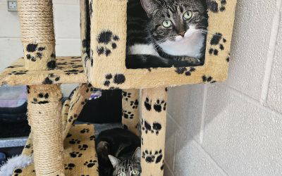 Ellie & Luna