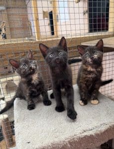 4 x Kittens-ONLY 2 FEMALES LEFT.