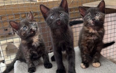 4 x Kittens-