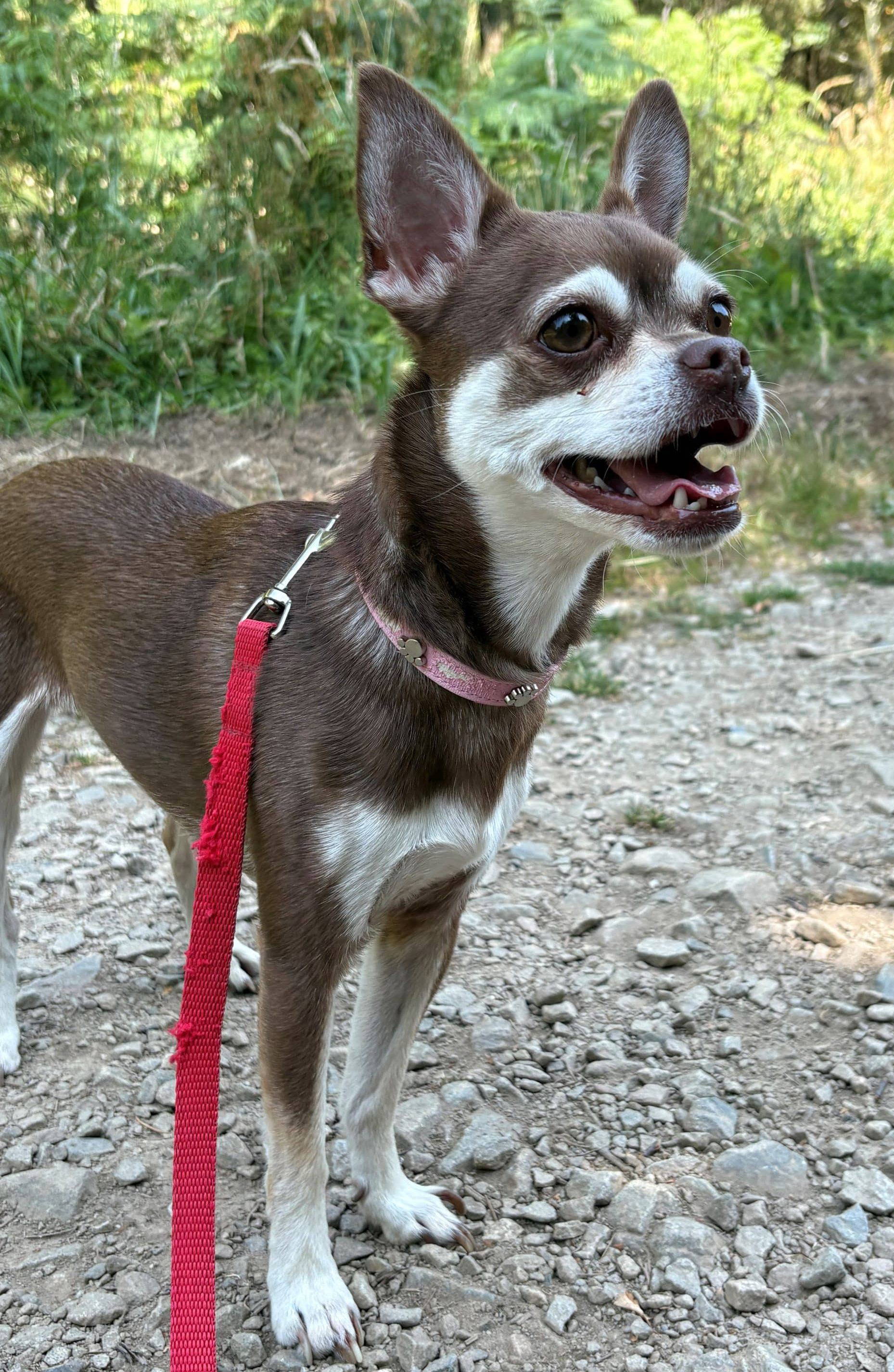 peggy