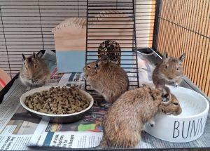 Degus (Spice Girls)