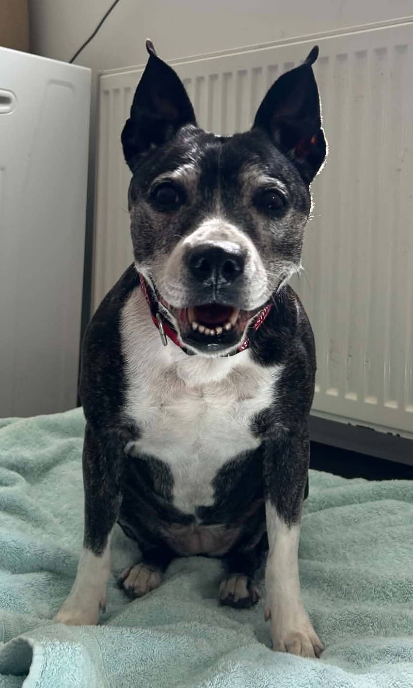 Bella Staffi