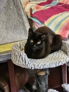 Echo