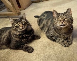 Henry and Alfie