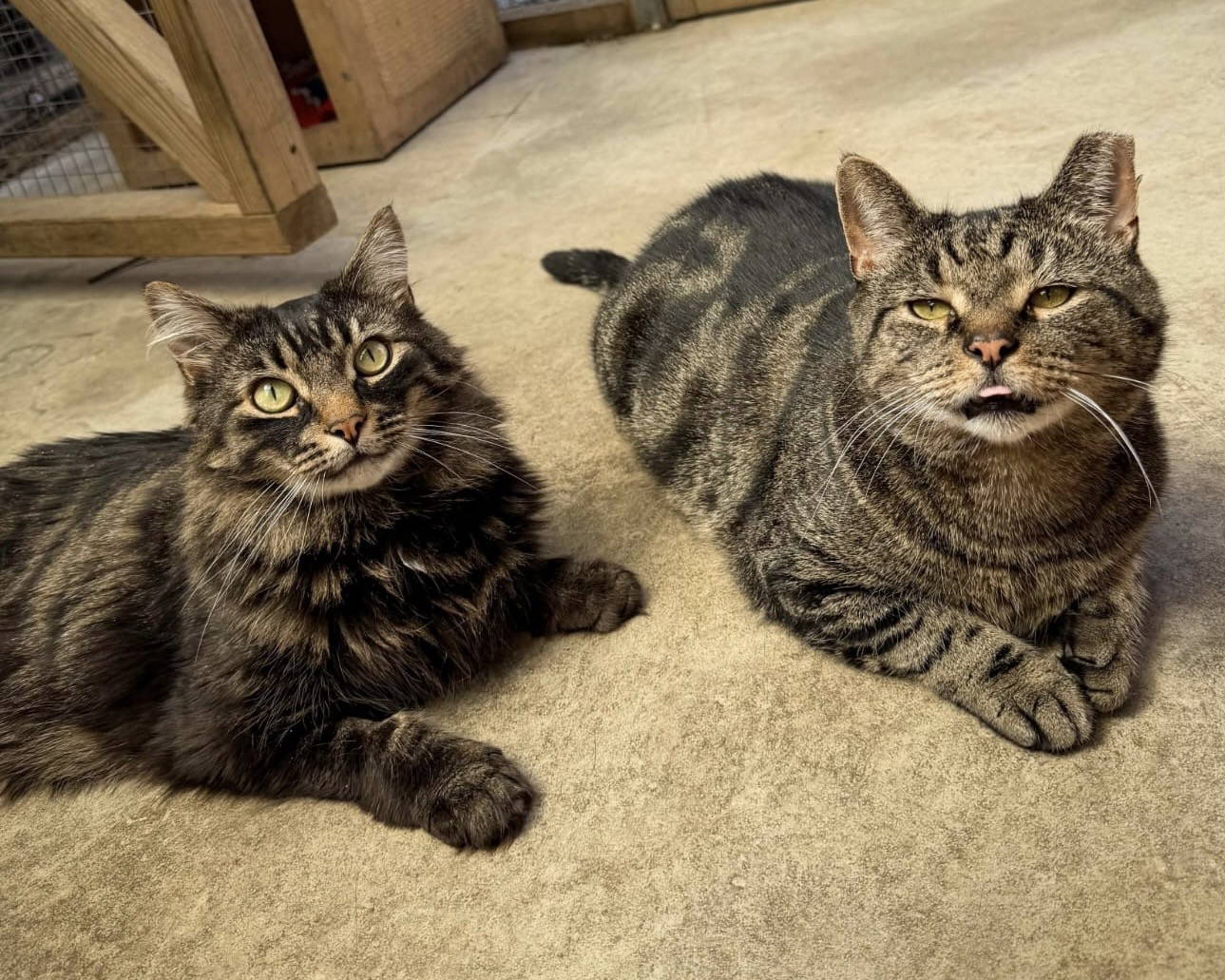 Henry & Alfie