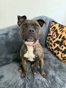 Nova