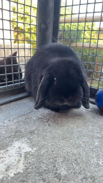 Reggie — photo 1