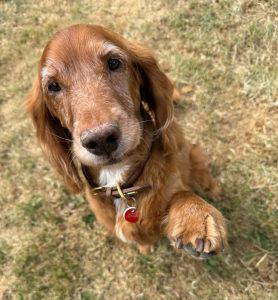 Bailey