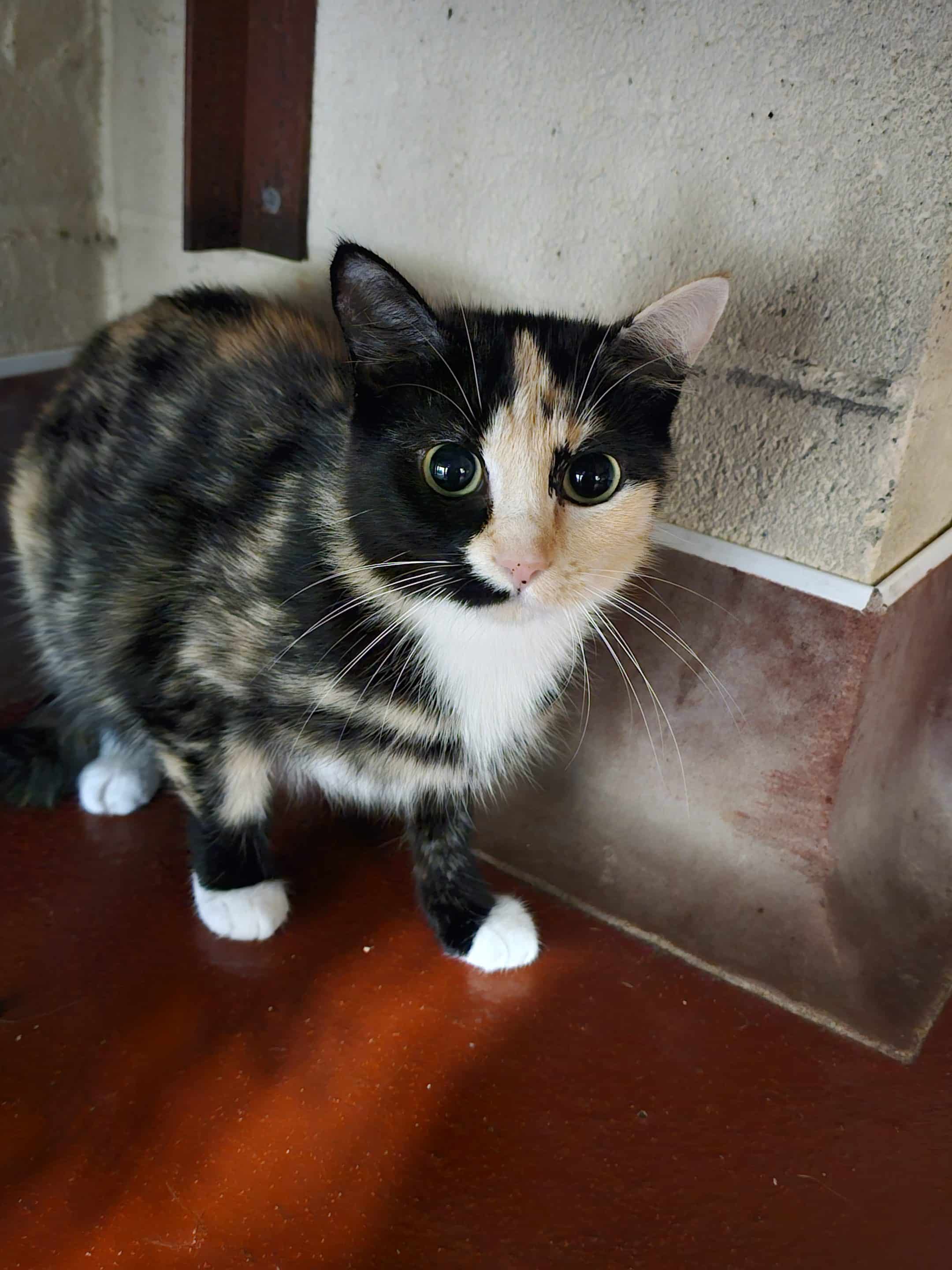 cally