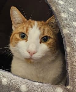 Chico