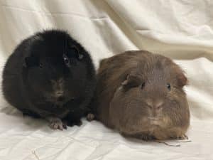 Pepper and Pumpkin