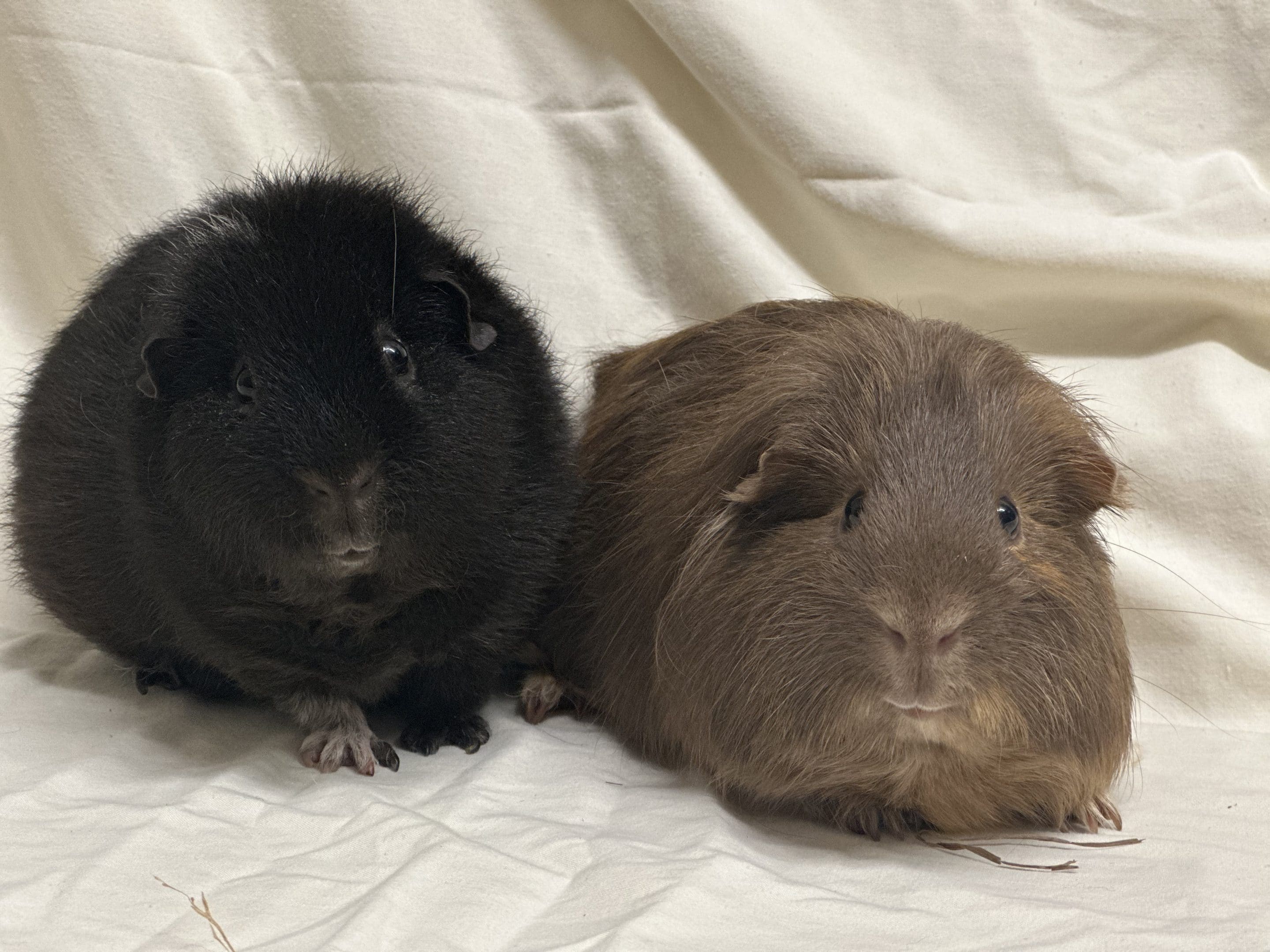 pepper and pumpkin