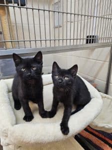 Zaza & Zuzu