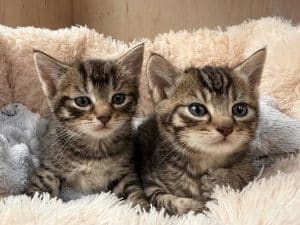 Kittens x 2
