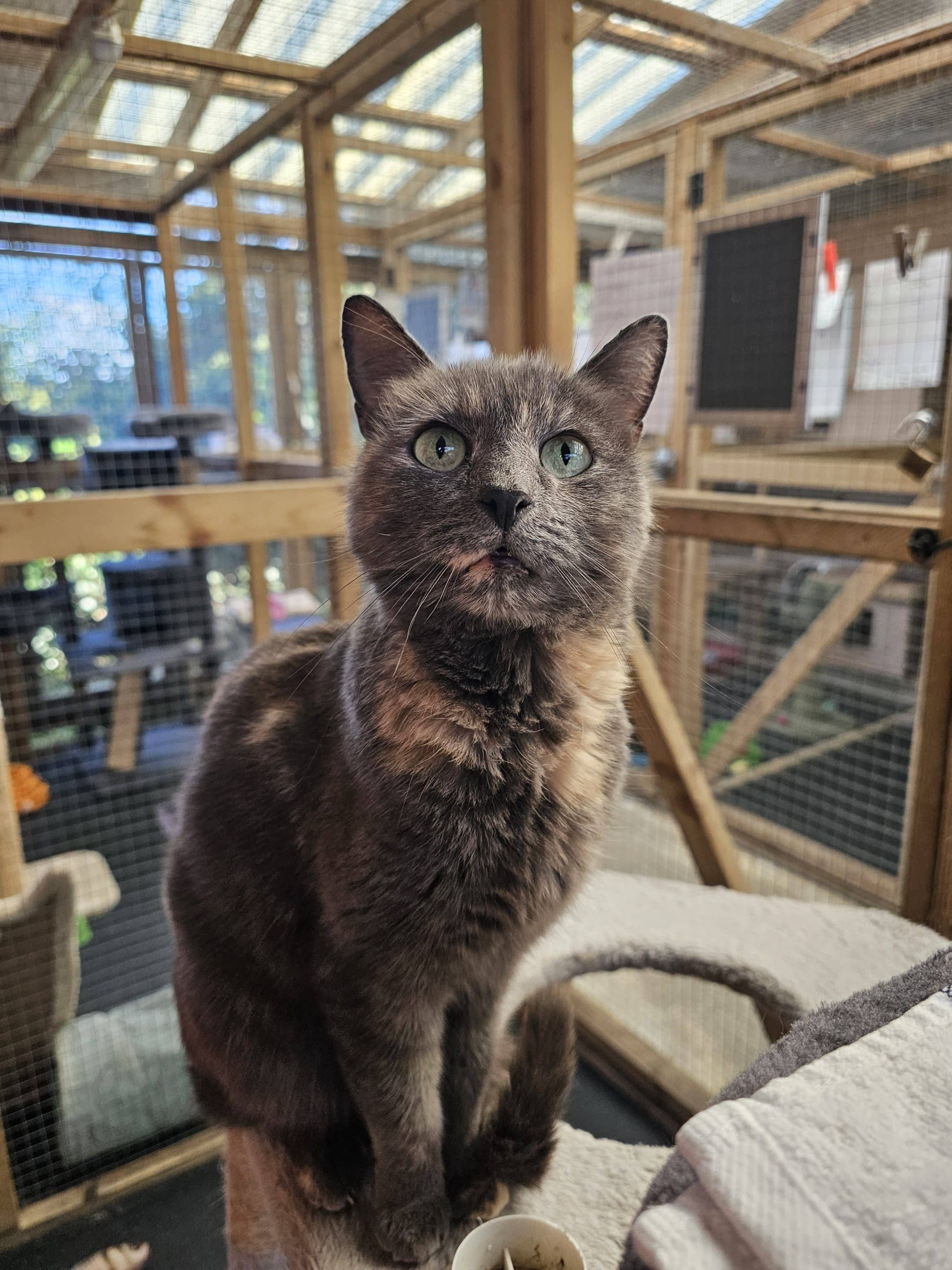Belle cat