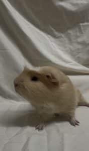 Caramel