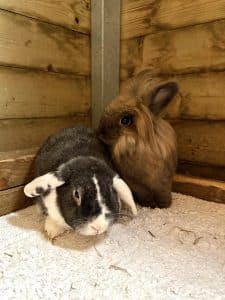 Benji and Boo