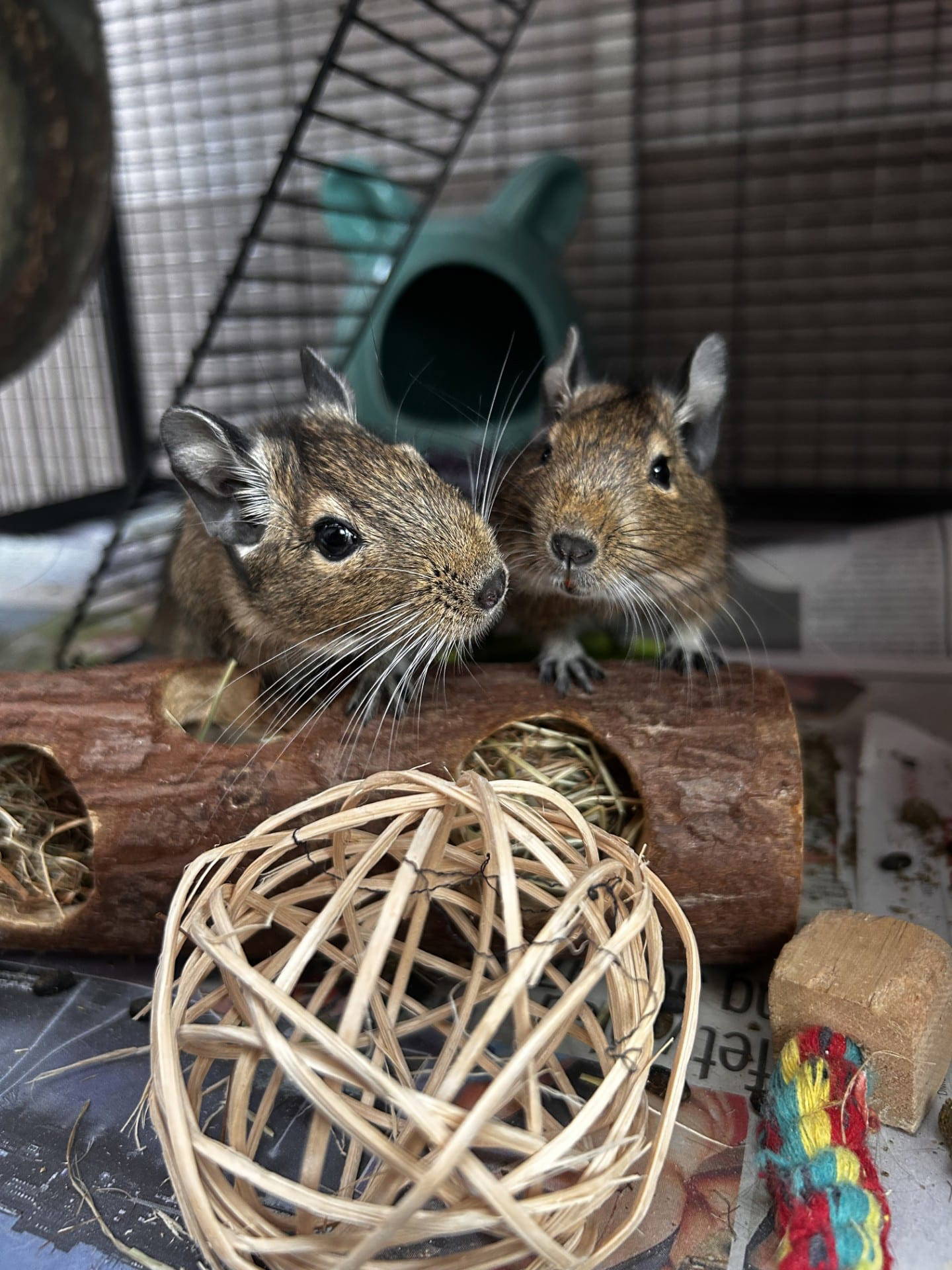 degus