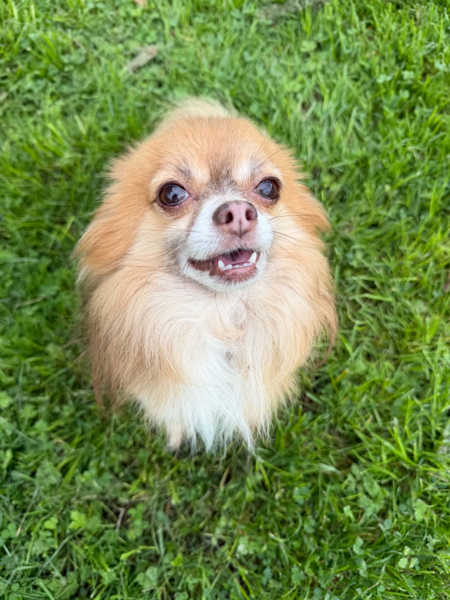 freddie chihuahua x