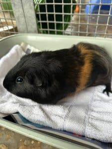 Pablo