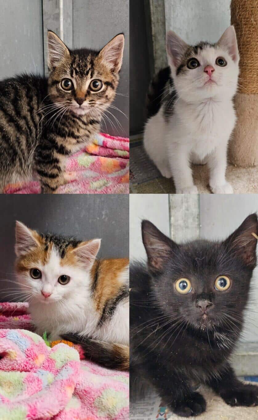 Feral kittens – tiny +1