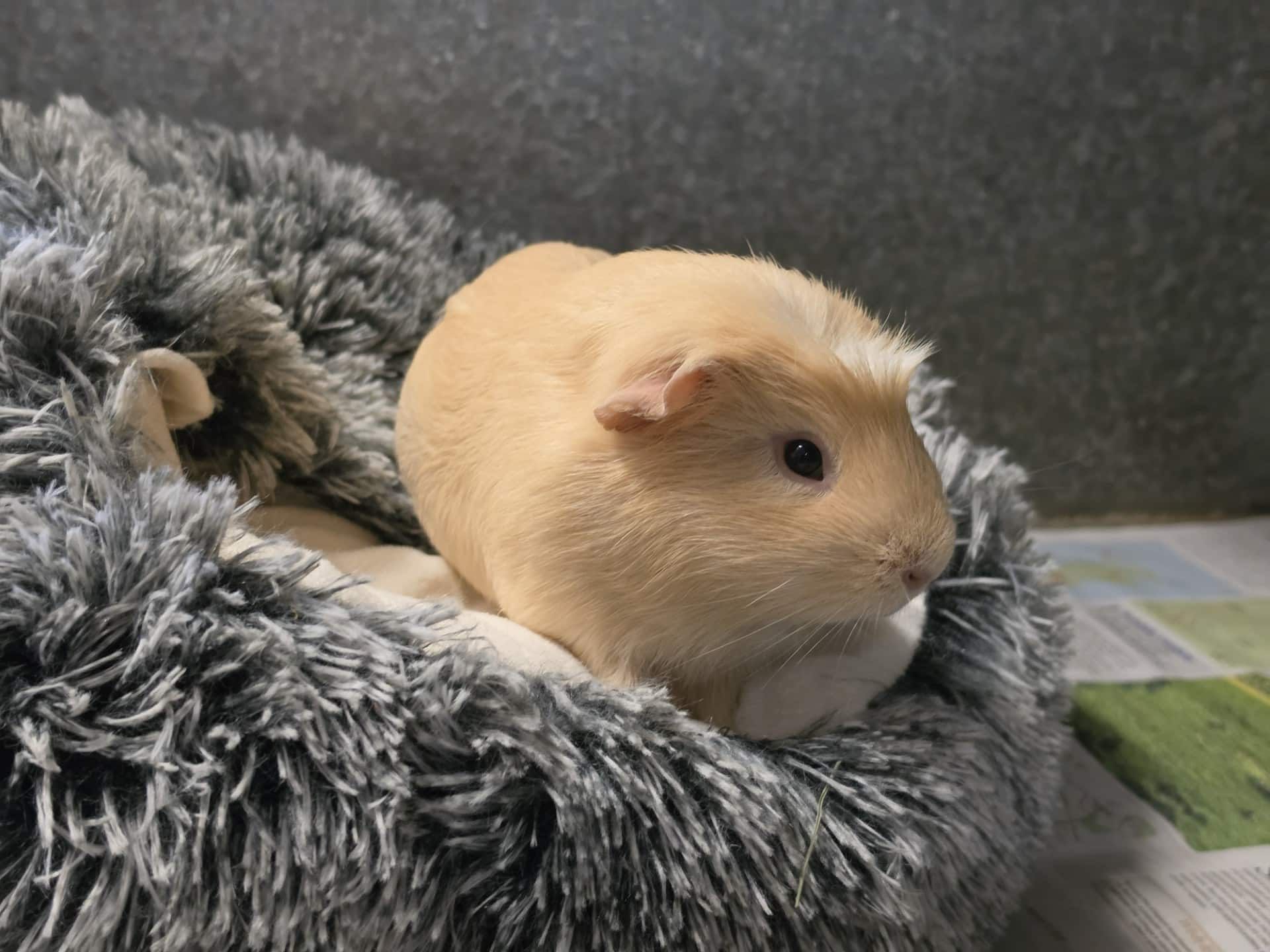 caramel