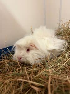 Marshmallow