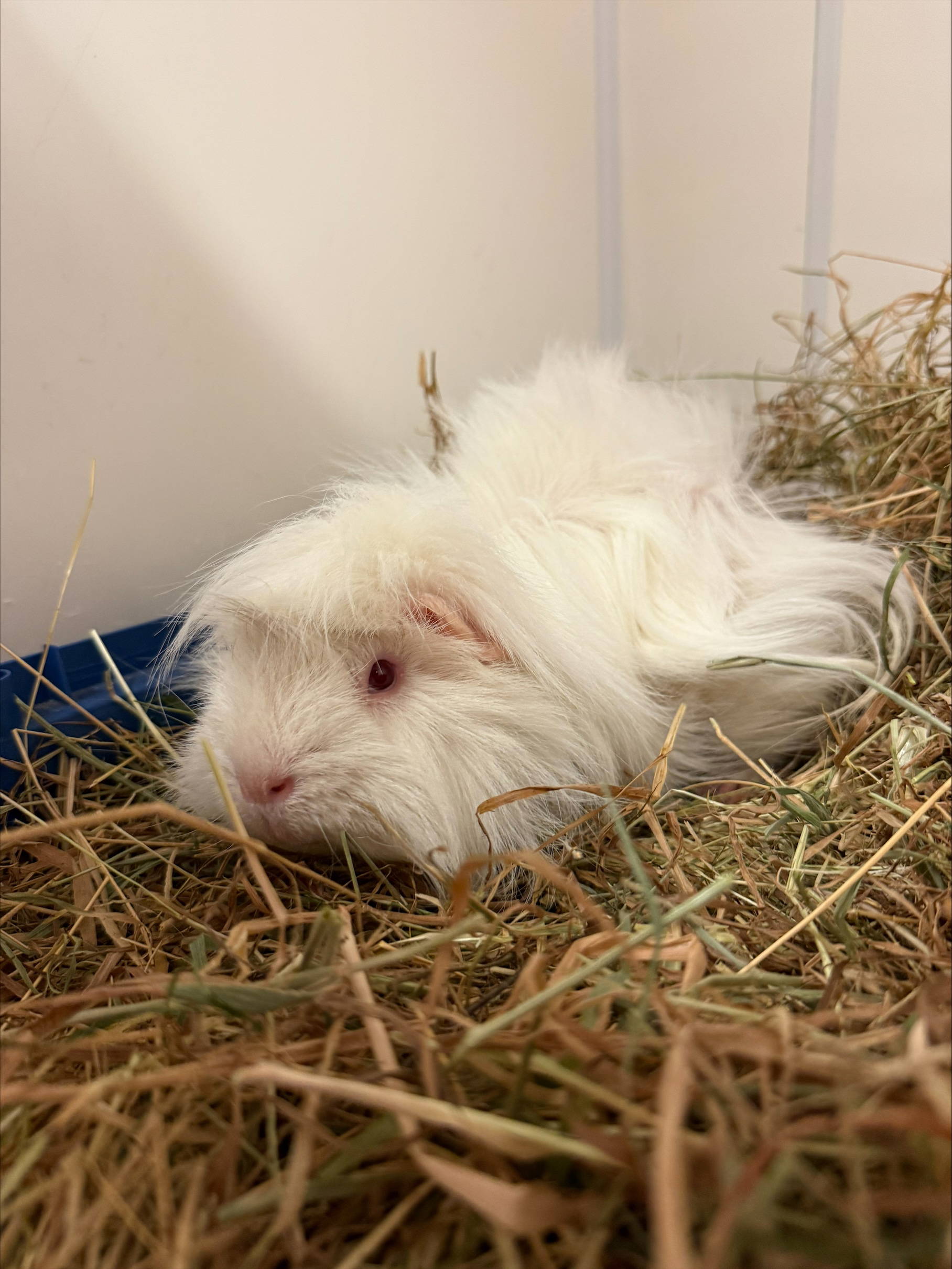 marshmallow