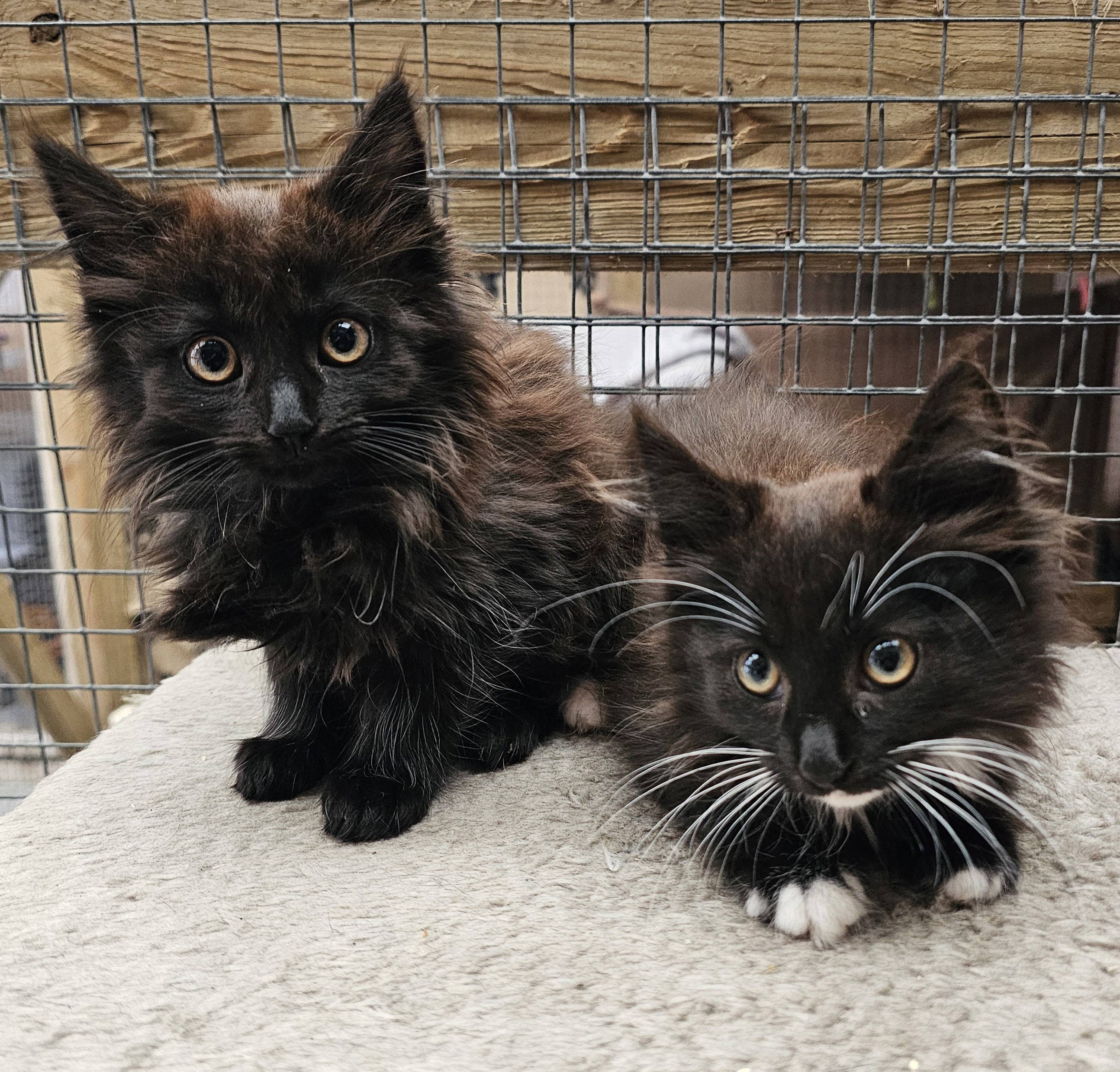 millie kittens