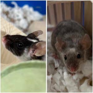 Misty and Patch