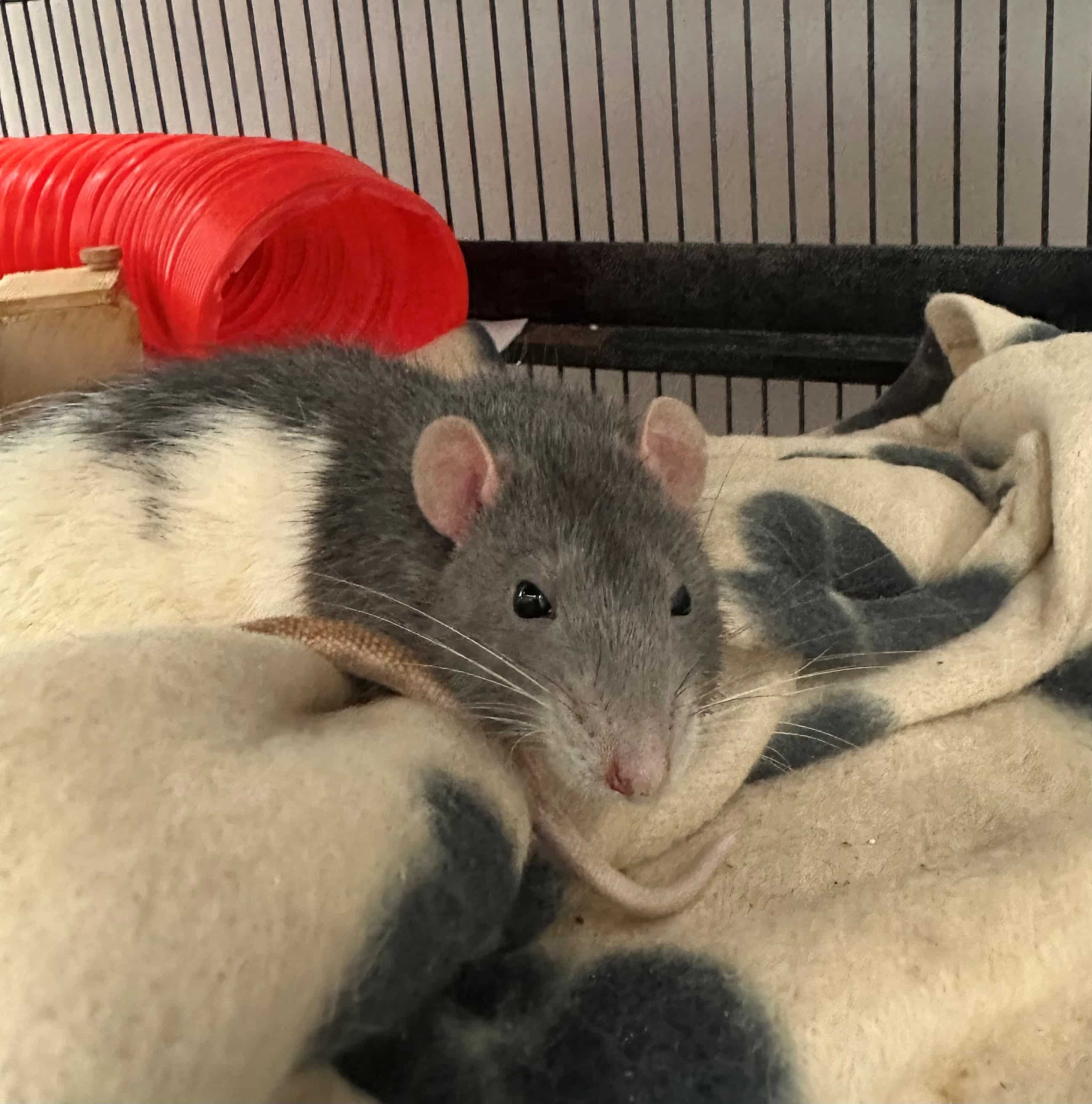 pickles rat