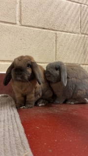 rabbits